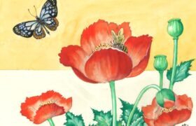 会員限定展示